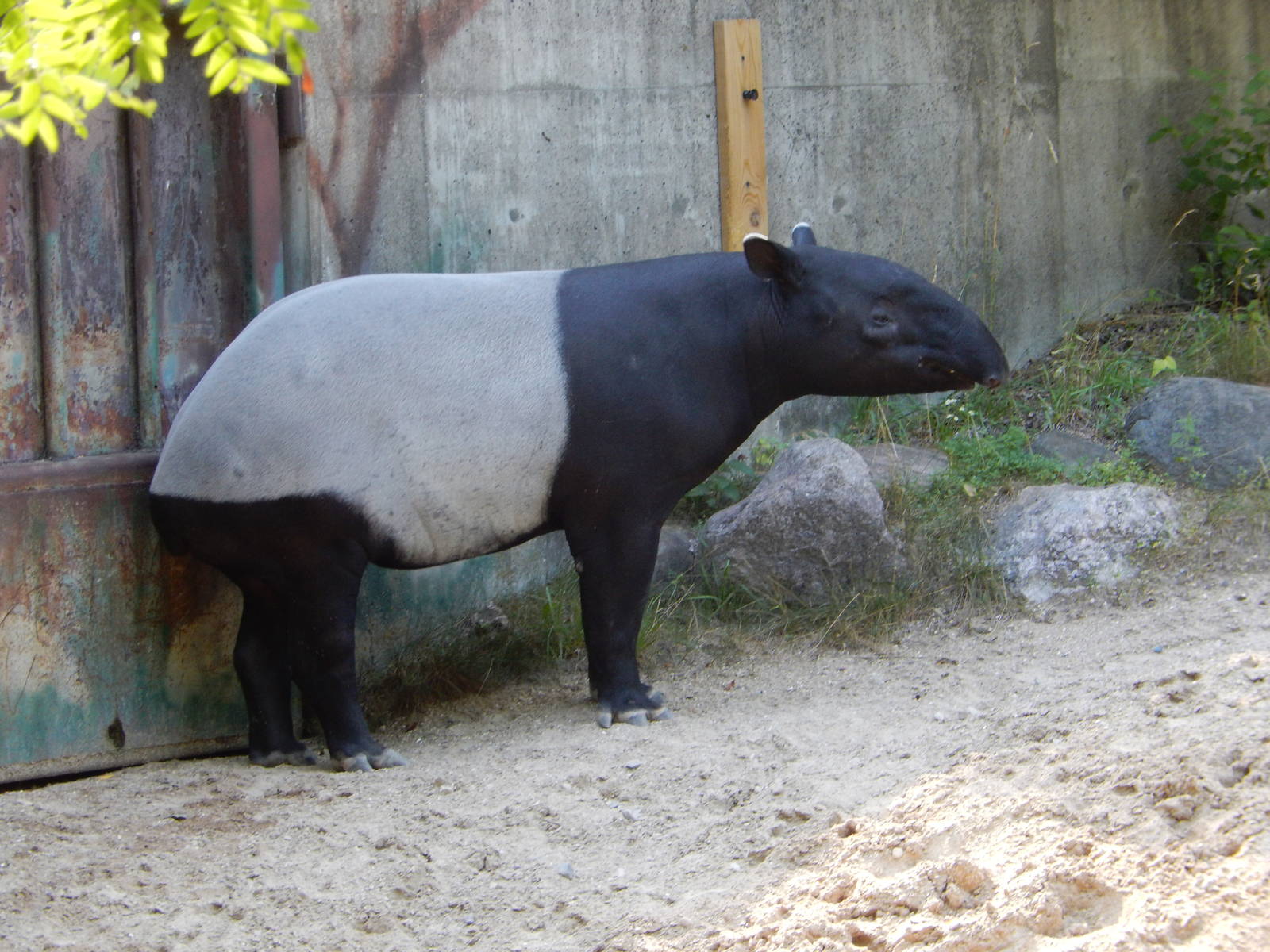 7/31/2015 - Malayan Tapir