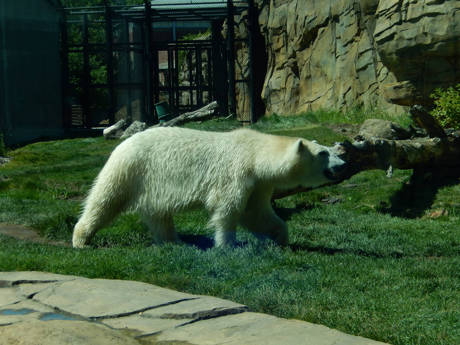 7/31/2015 - Polar Bear