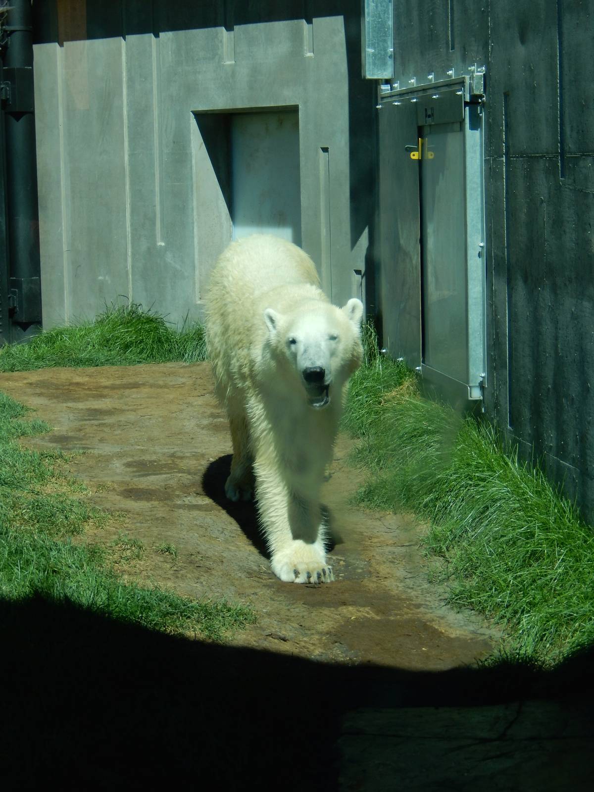 7/31/2015 - Polar Bear