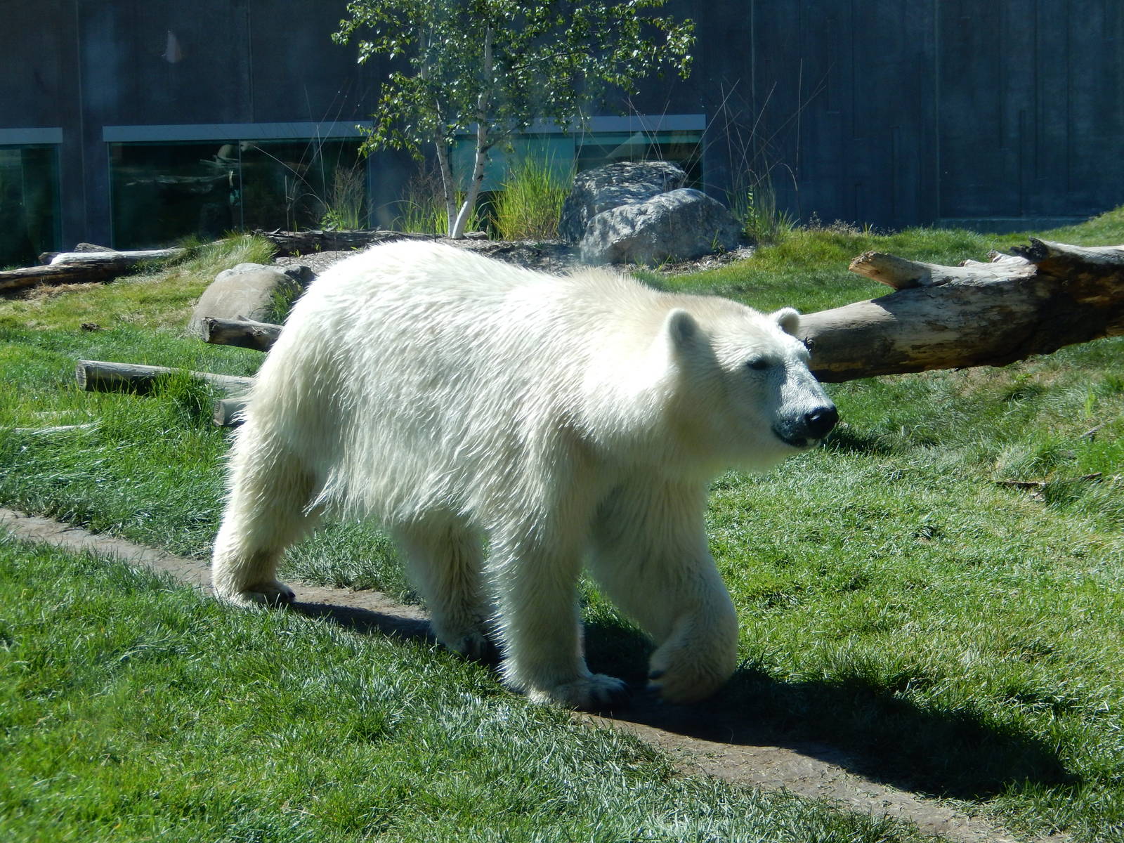 7/31/2015 - Polar Bear