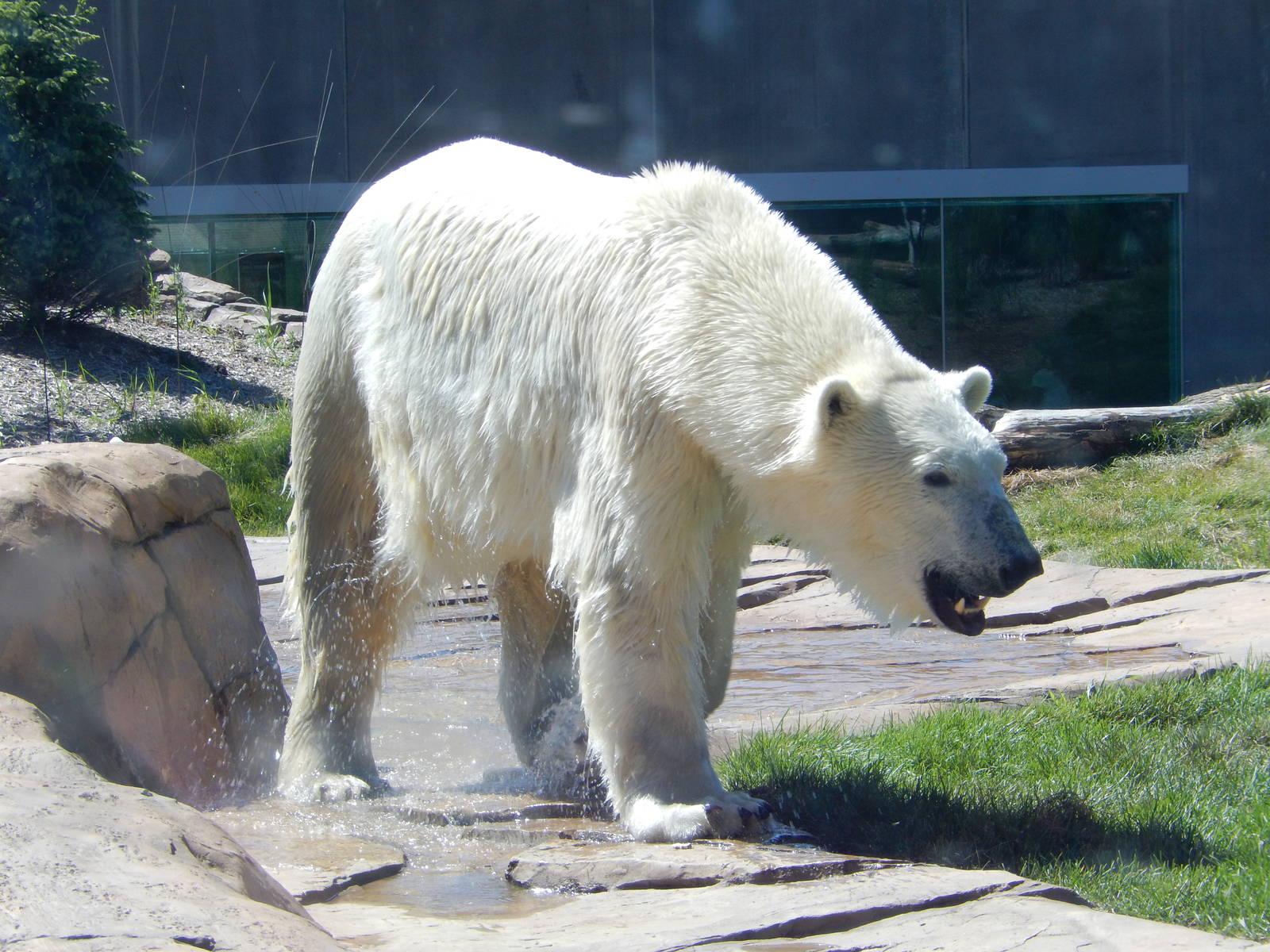 7/31/2015 - Polar Bear