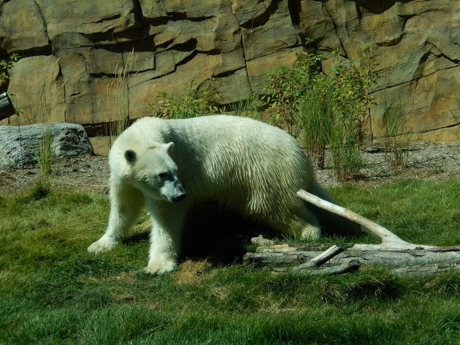 7/31/2015 - Polar Bear