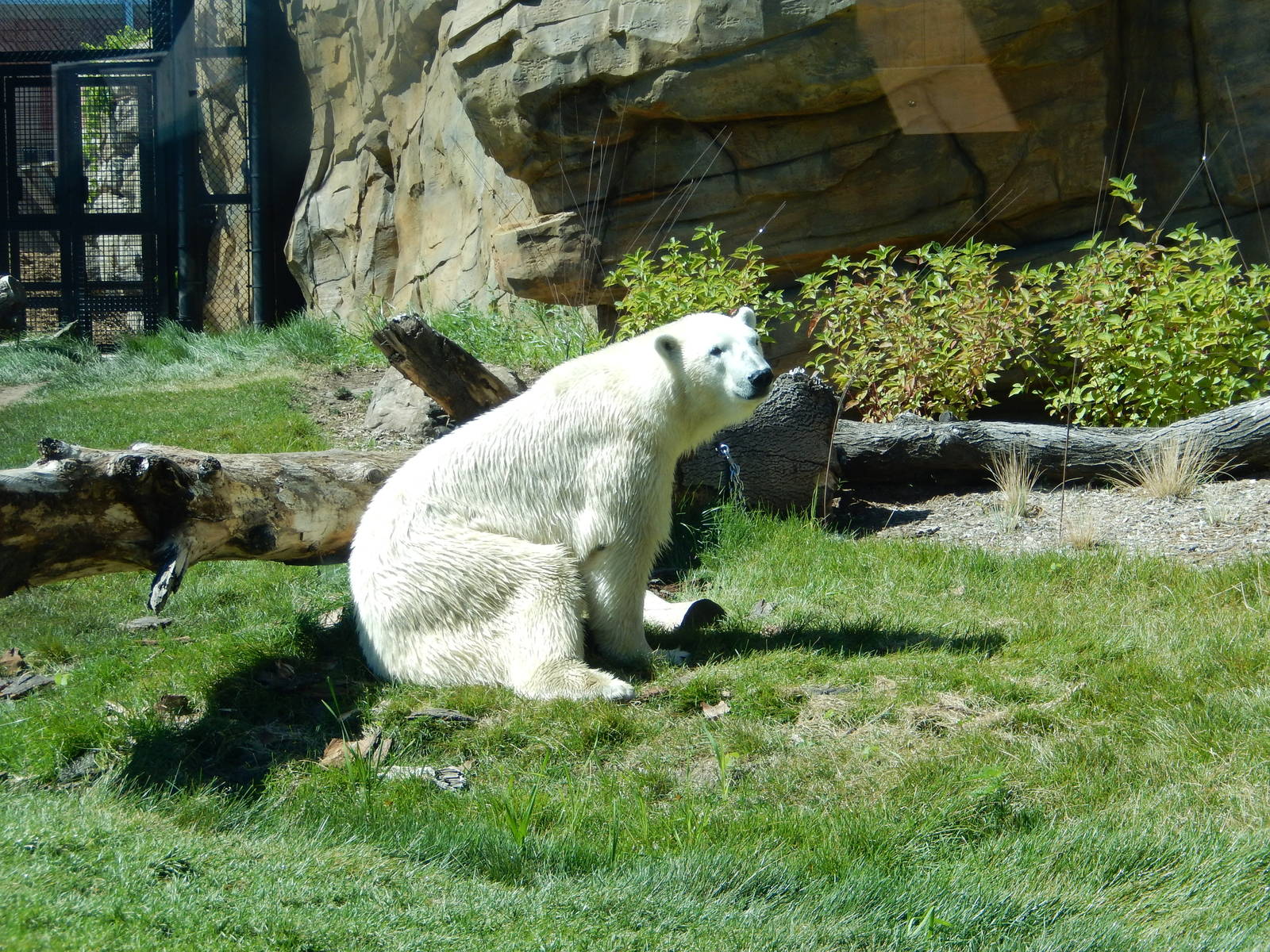7/31/2015 - Polar Bear