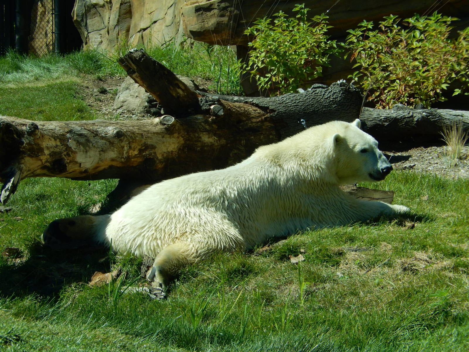 7/31/2015 - Polar Bear