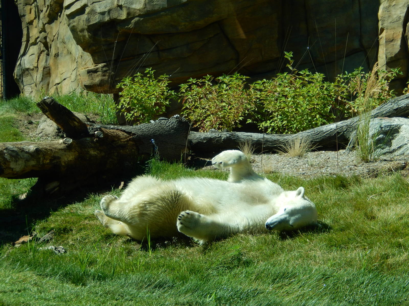 7/31/2015 - Polar Bear