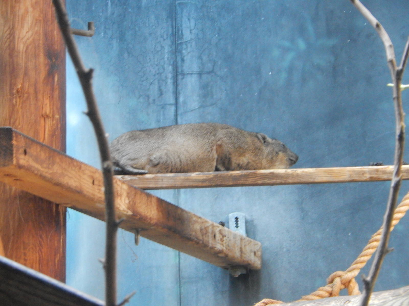 7/31/2015 - Rock Hyrax