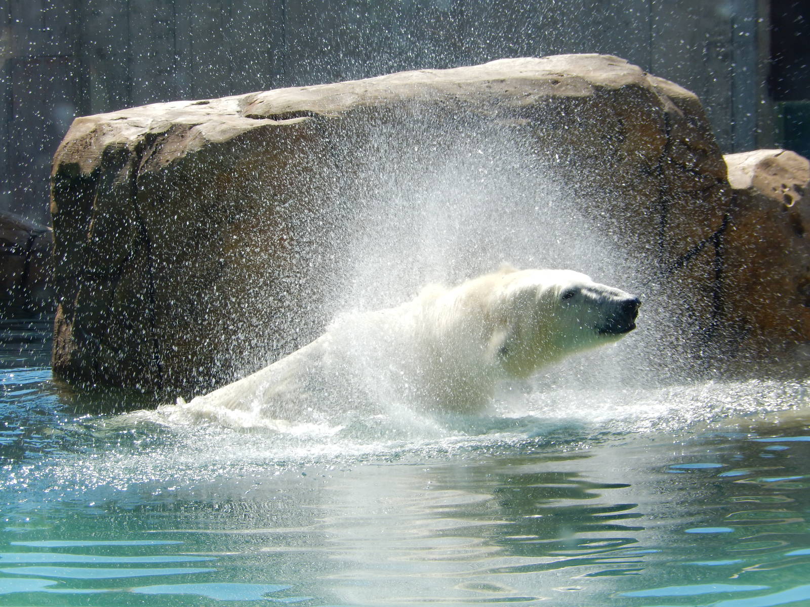 7/31/2015 - Shake It Off!