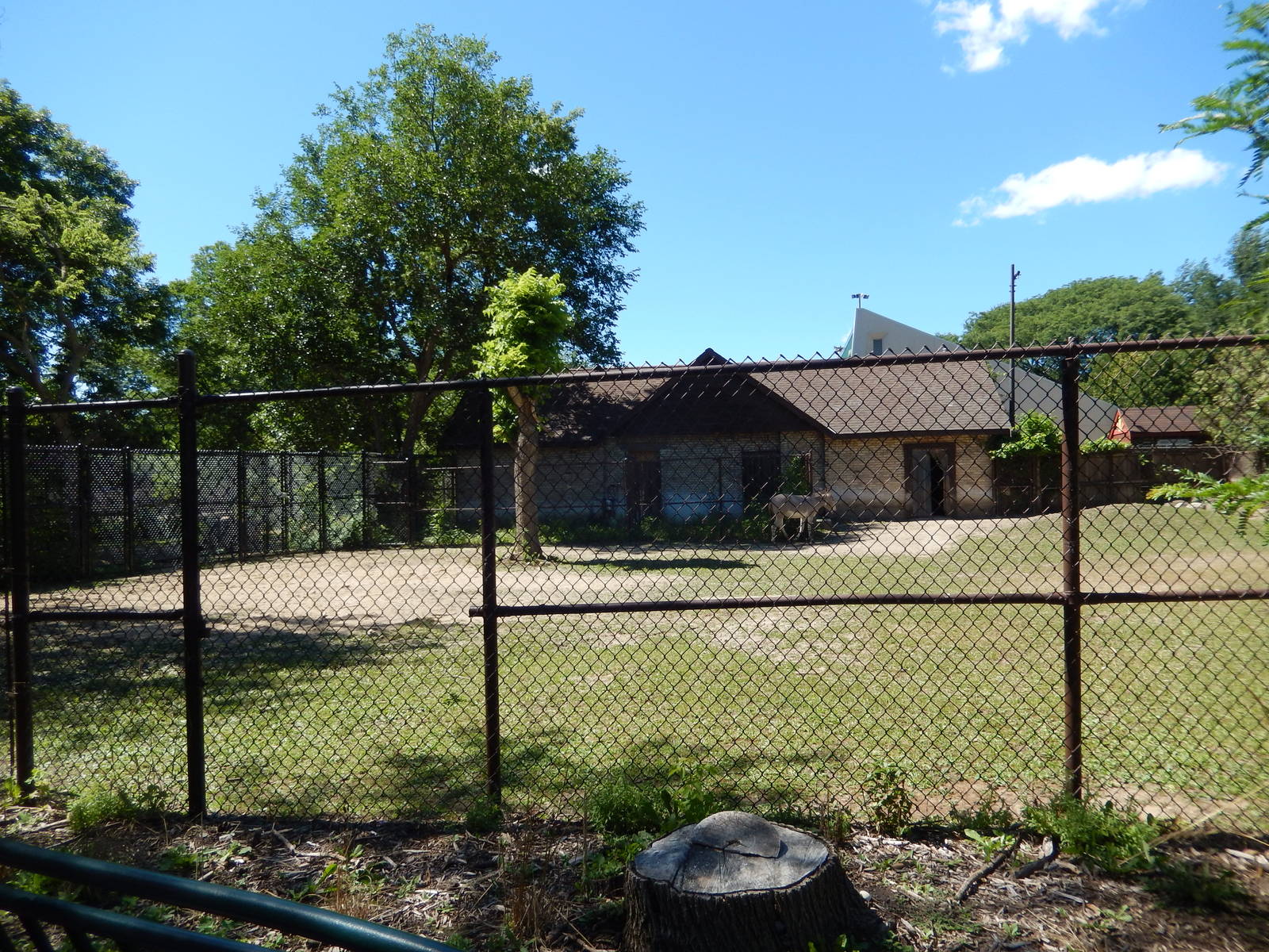 7/31/2015 - Somali Wild Ass Exhibit