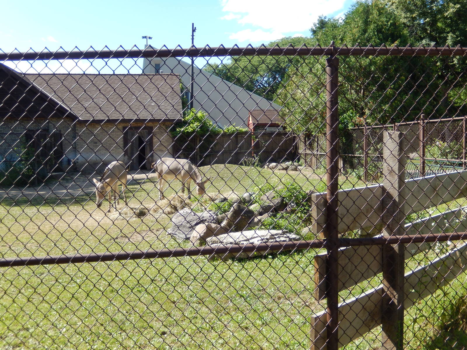 7/31/2015 - Somali Wild Ass Exhibit