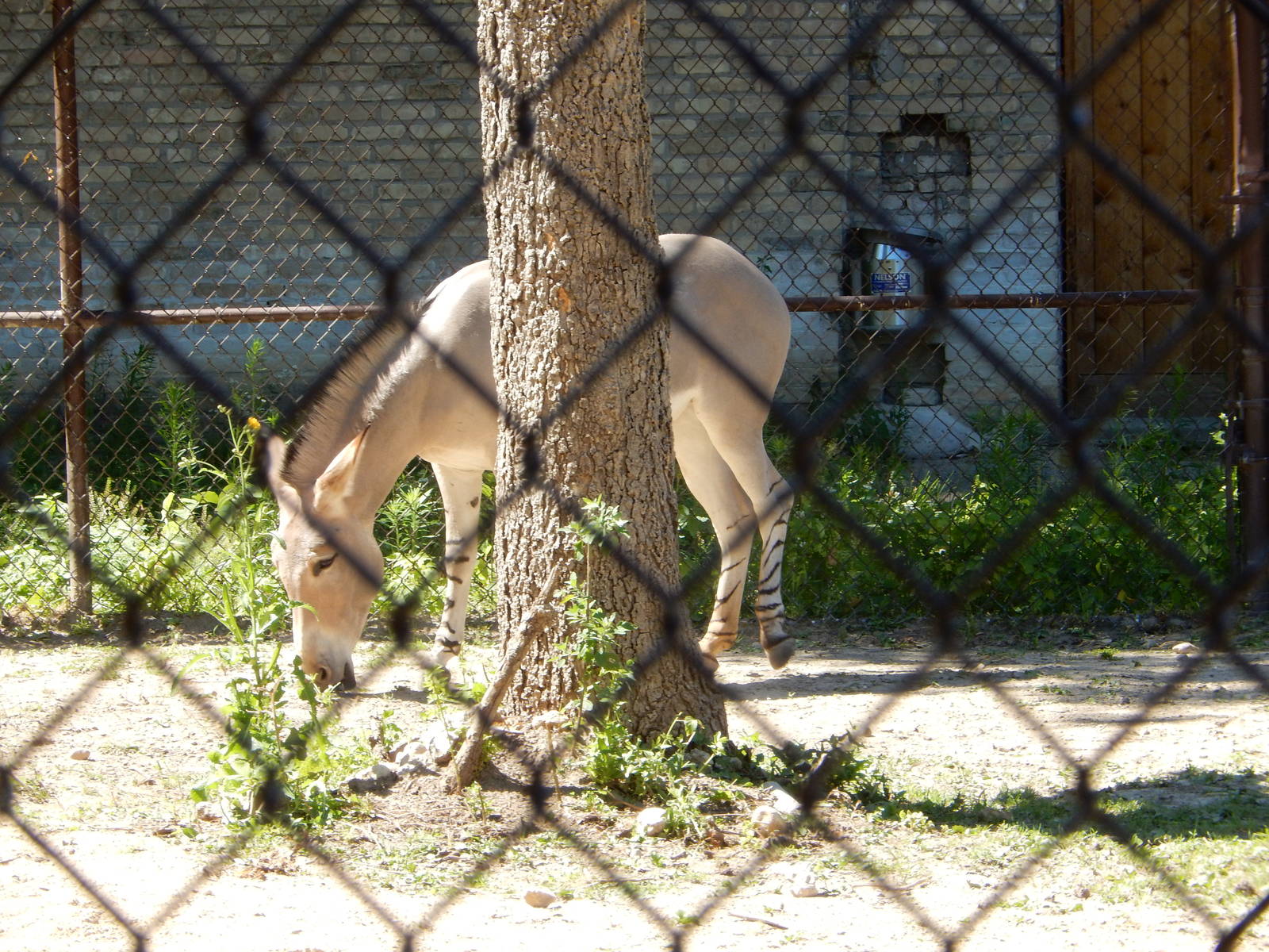 7/31/2015 - Somali Wild Ass