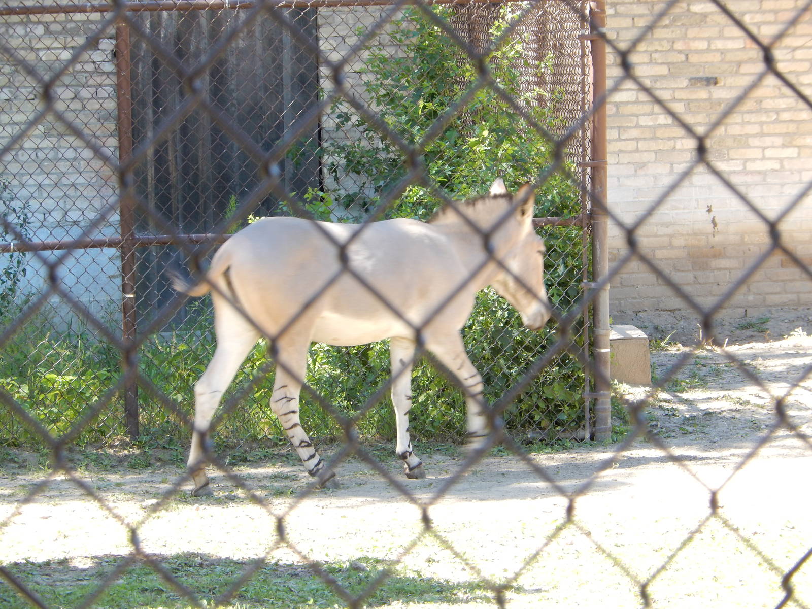 7/31/2015 - Somali Wild Ass