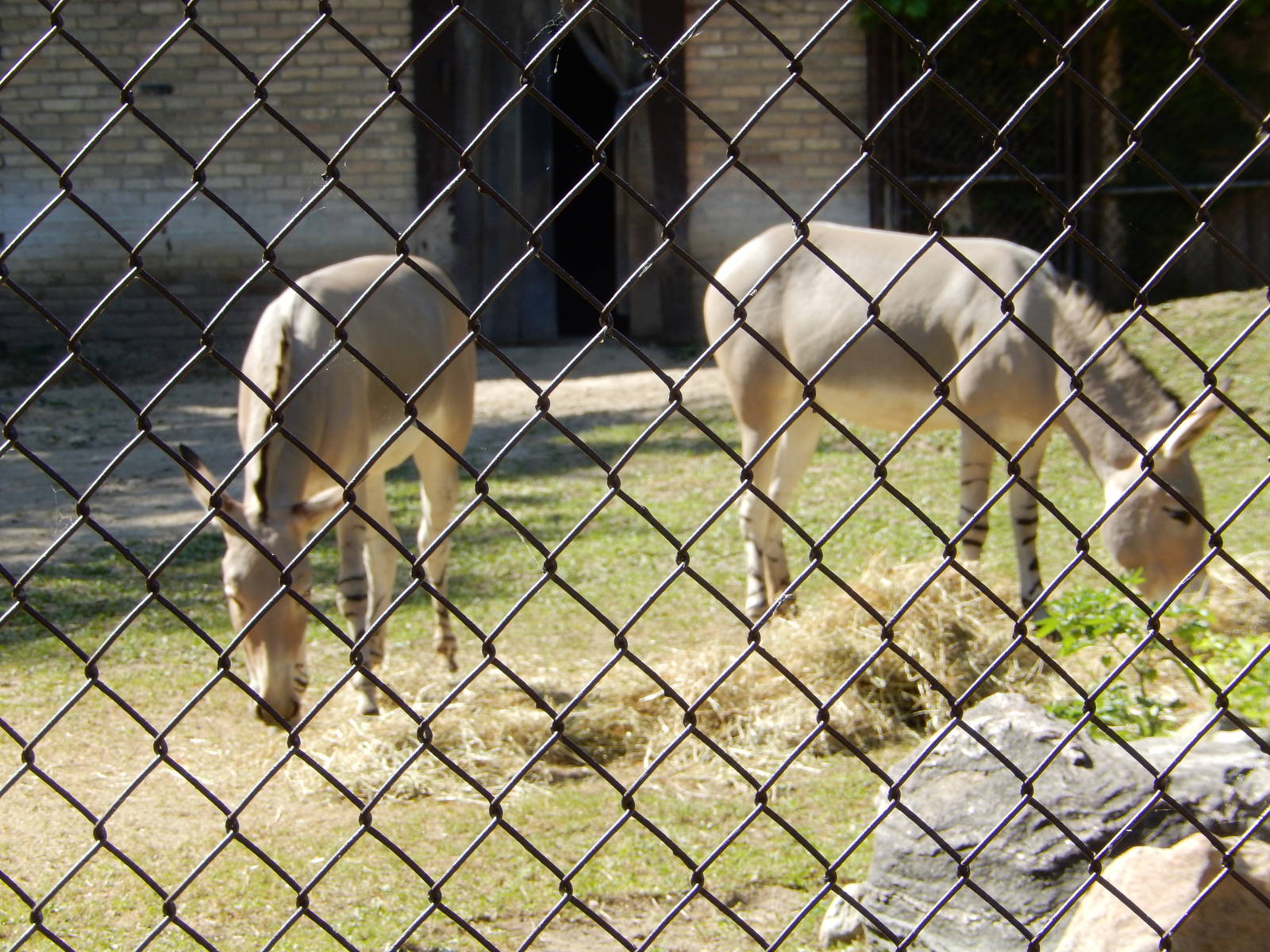 7/31/2015 - Somali Wild Asses