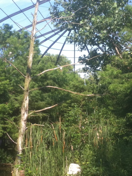 7/5/2013 - 1904 World Fair Aviary