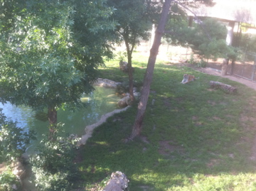 7/5/2013 - Amur Tiger Exhibit
