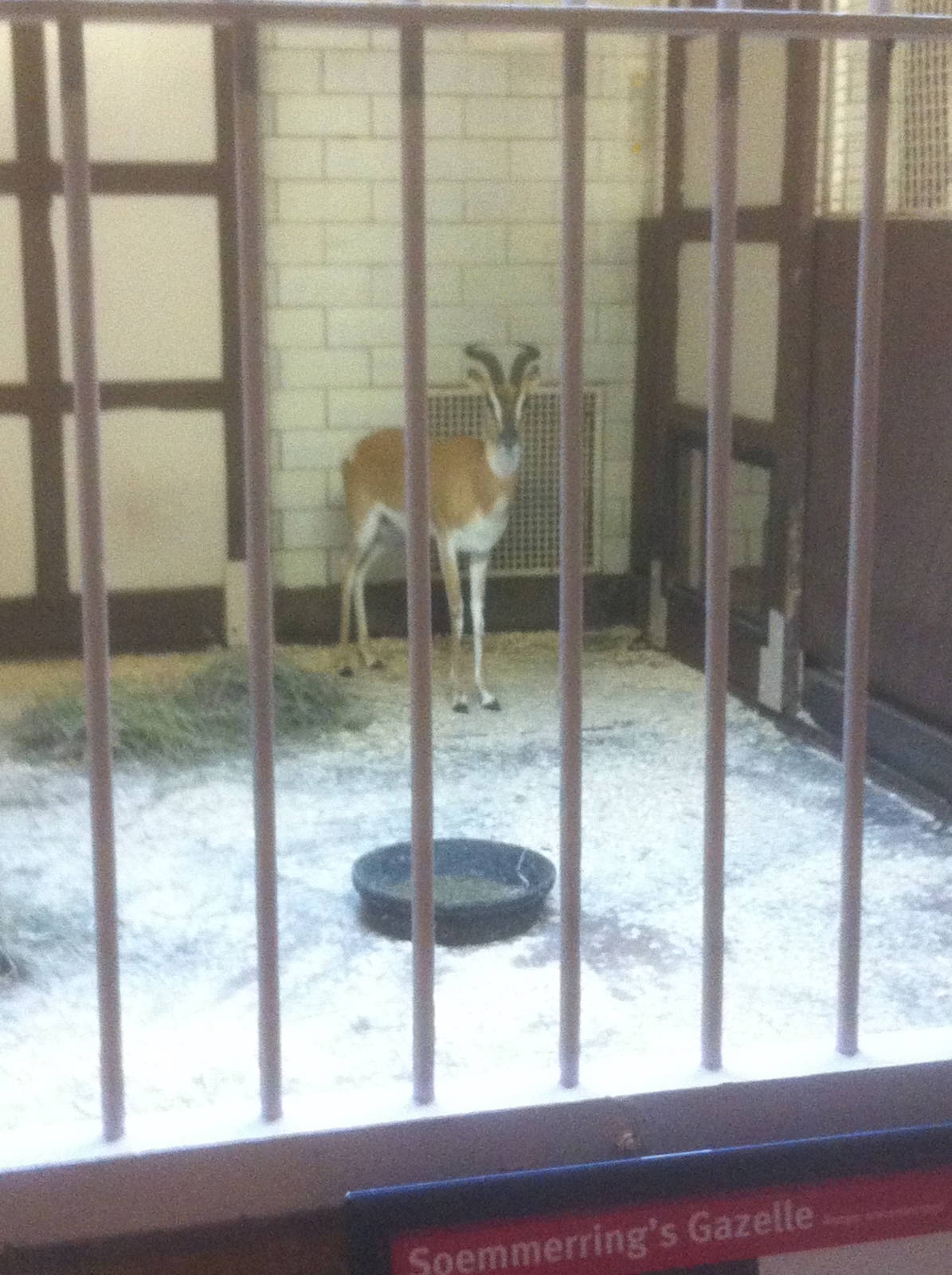 7/5/2013 - Antelope House - Sommering's Gazelle
