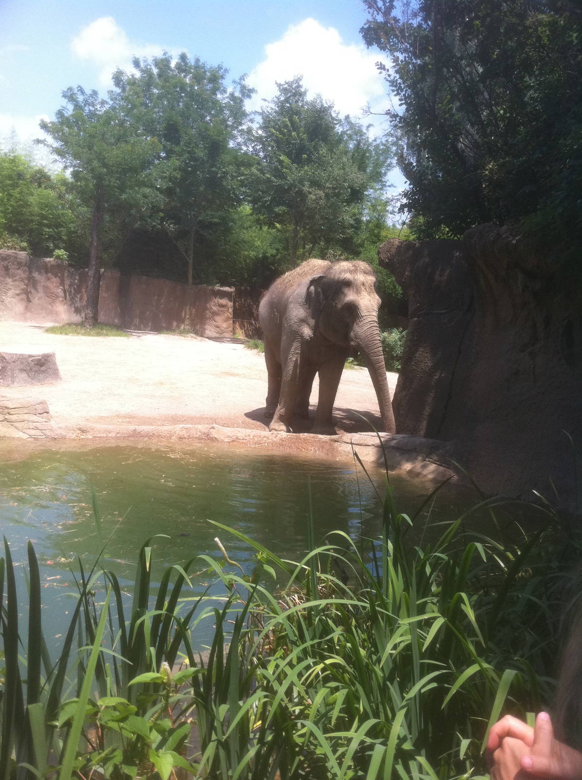 7/5/2013 - Asian Elephant