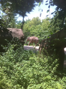 7/5/2013 - Asian Elephant