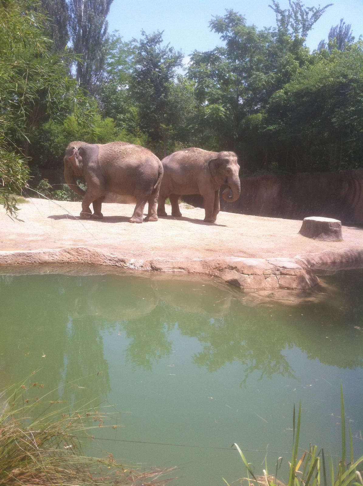 7/5/2013 - Asian Elephants