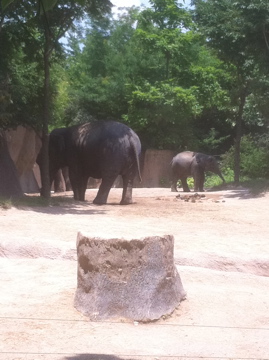 7/5/2013 - Asian Elephants