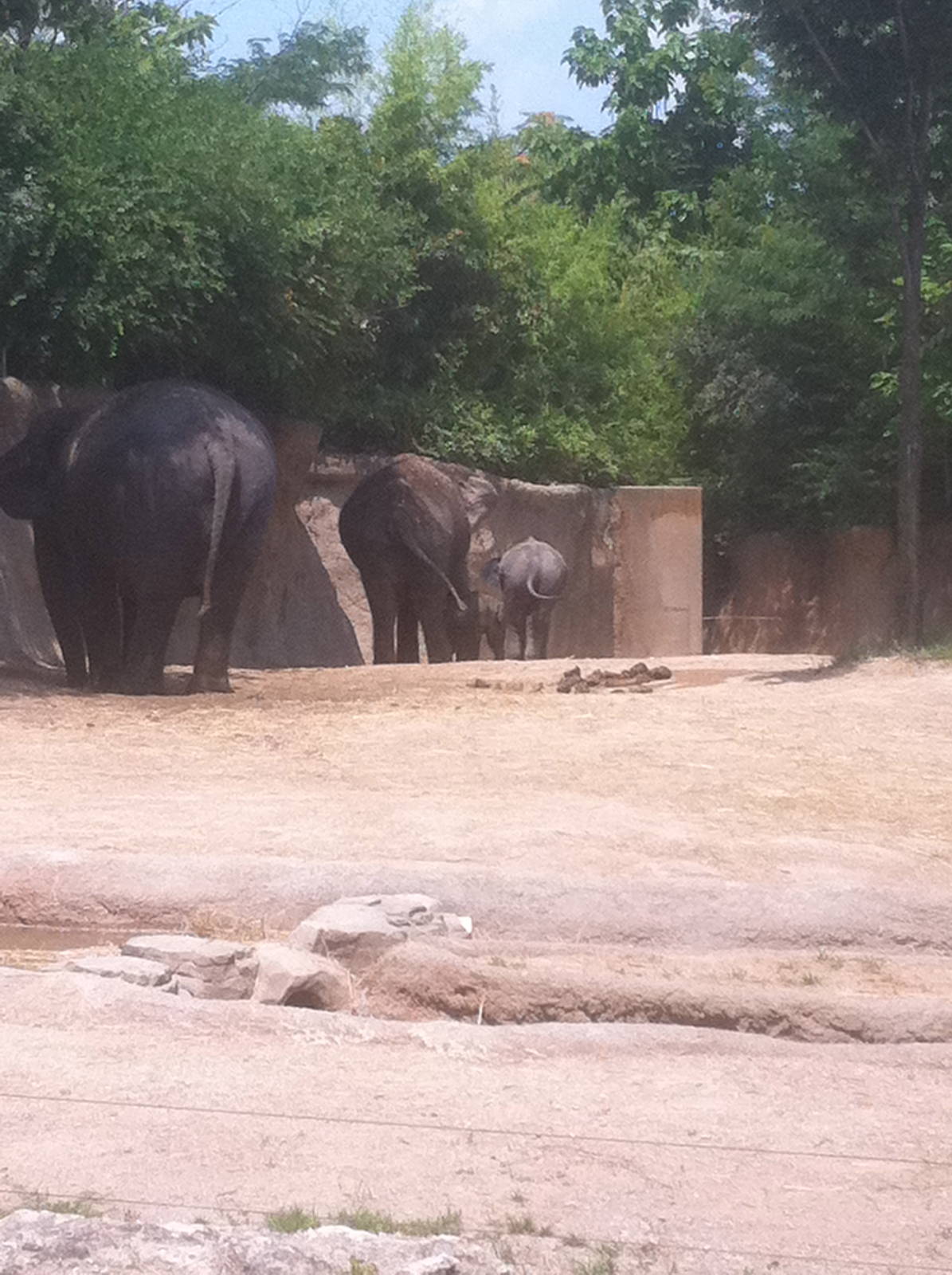 7/5/2013 - Asian Elephants