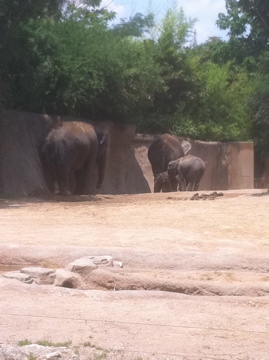 7/5/2013 - Asian Elephants