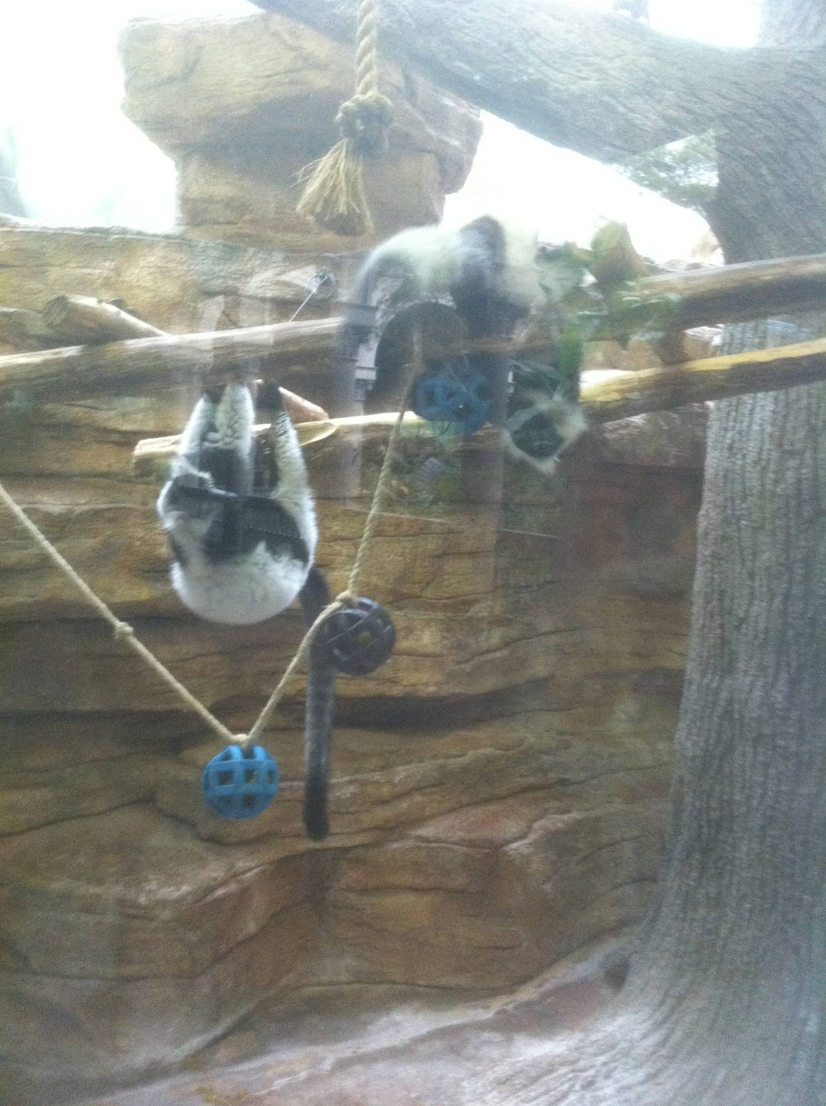 7/5/2013 - Black and White Ruffed Lemurs