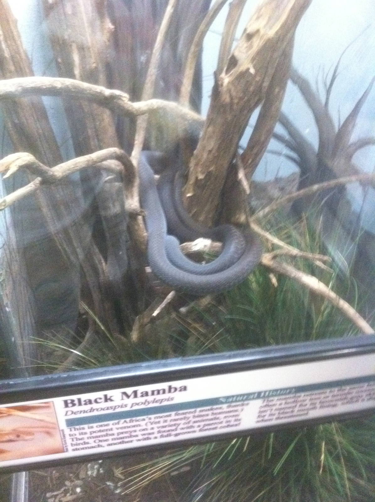 7/5/2013 - Black Mamba