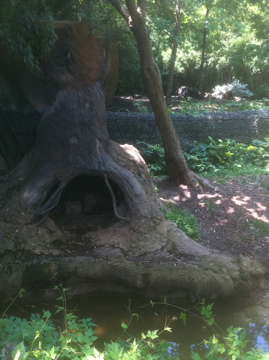7/5/2013 - Bush Dog Habitat w/ Anteater in the Background