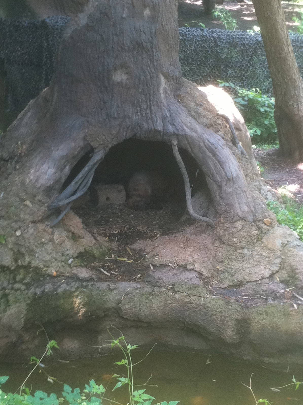 7/5/2013 - Bush Dogs