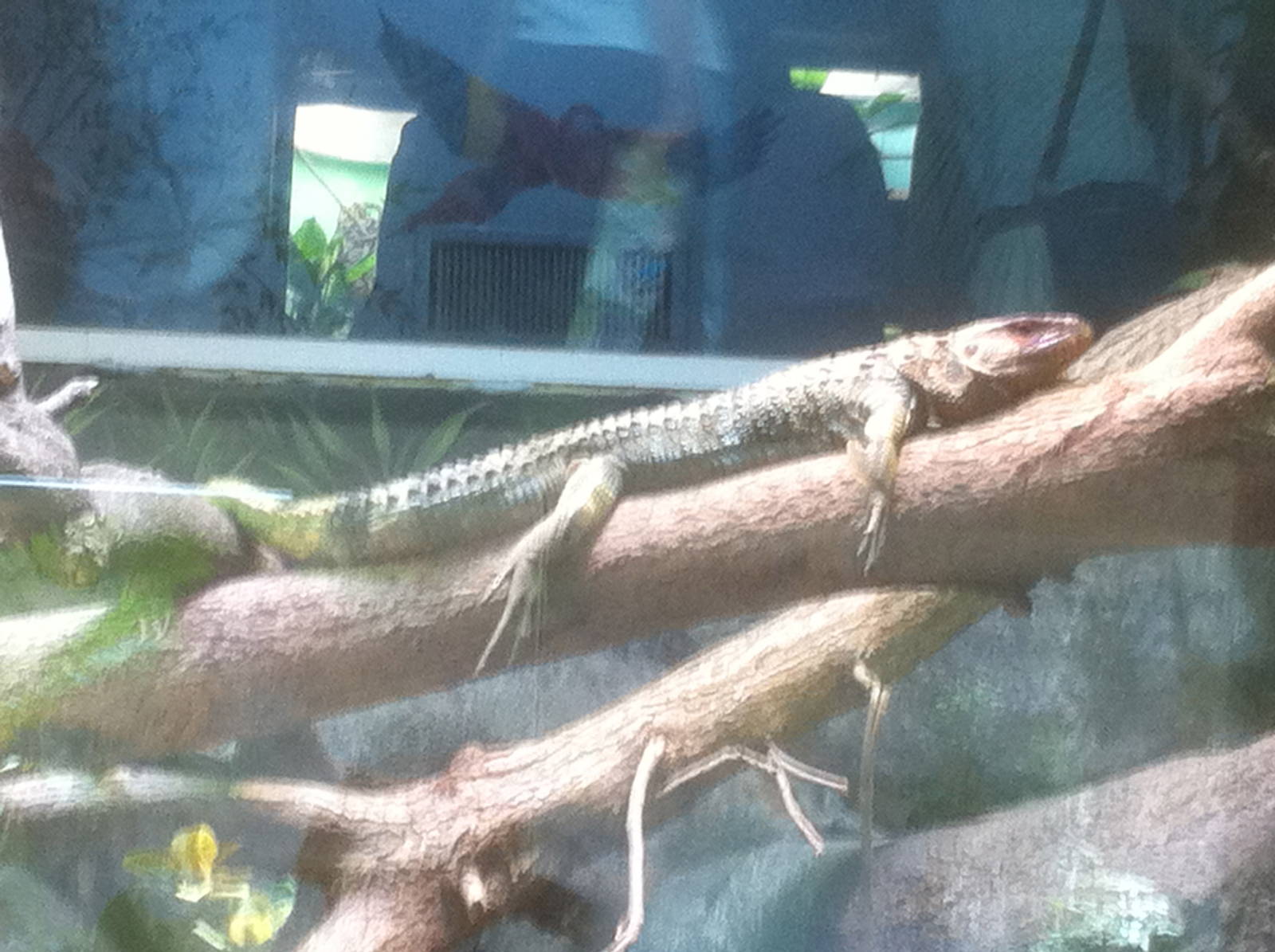 7/5/2013 - Caiman Lizard