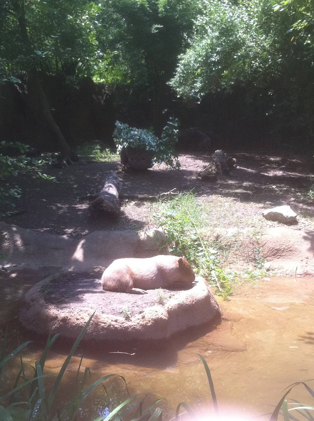 7/5/2013 - Capybara and Anteater Habitat