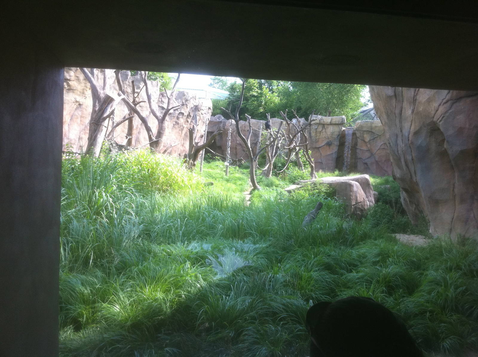 7/5/2013 - Chimpanzee Habitat