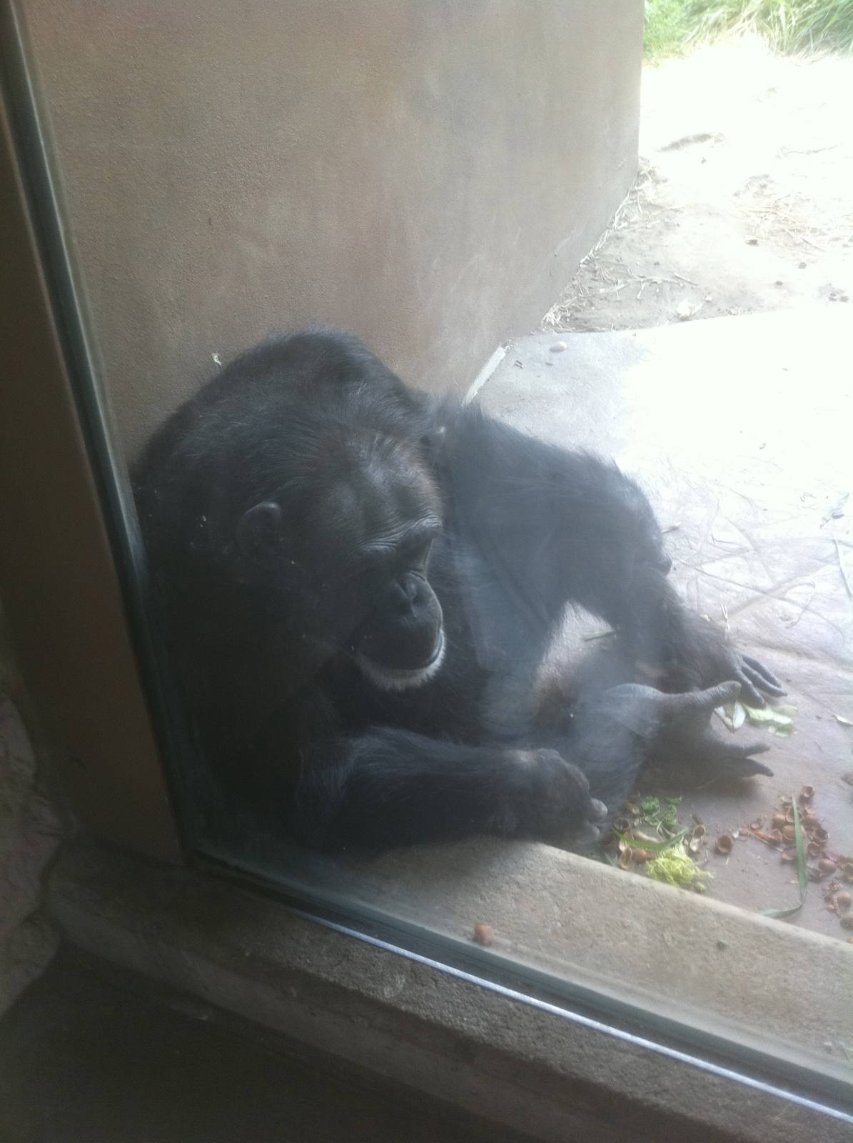 7/5/2013 - Chimpanzee