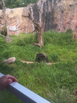 7/5/2013 - Chimpanzee