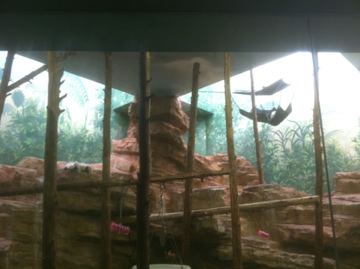 7/5/2013 - Couquerel's Sifaka Exhibit