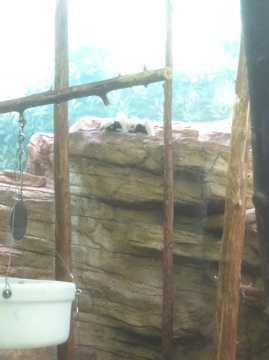 7/5/2013 - Couquerel's Sifakas