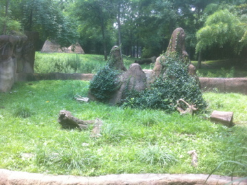 7/5/2013 - Dwarf Mongoose Habitat w/ Cheetah Habitat in the Background