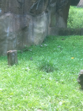 7/5/2013 - Dwarf Mongooses