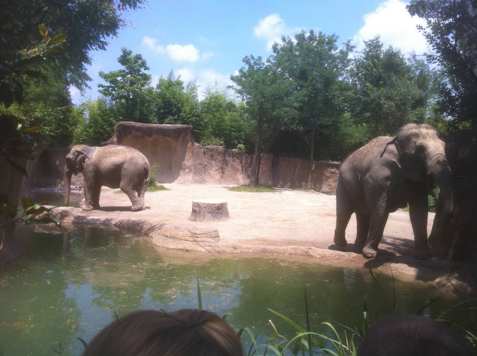 7/5/2013 - Elephant Habitat #1