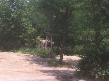7/5/2013 - Elephant Through the Trees
