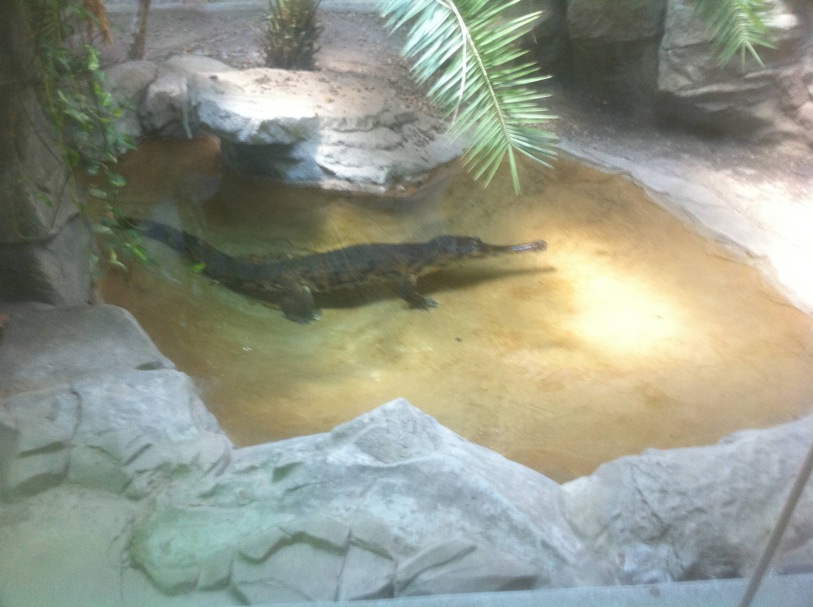 7/5/2013 - False Gharial