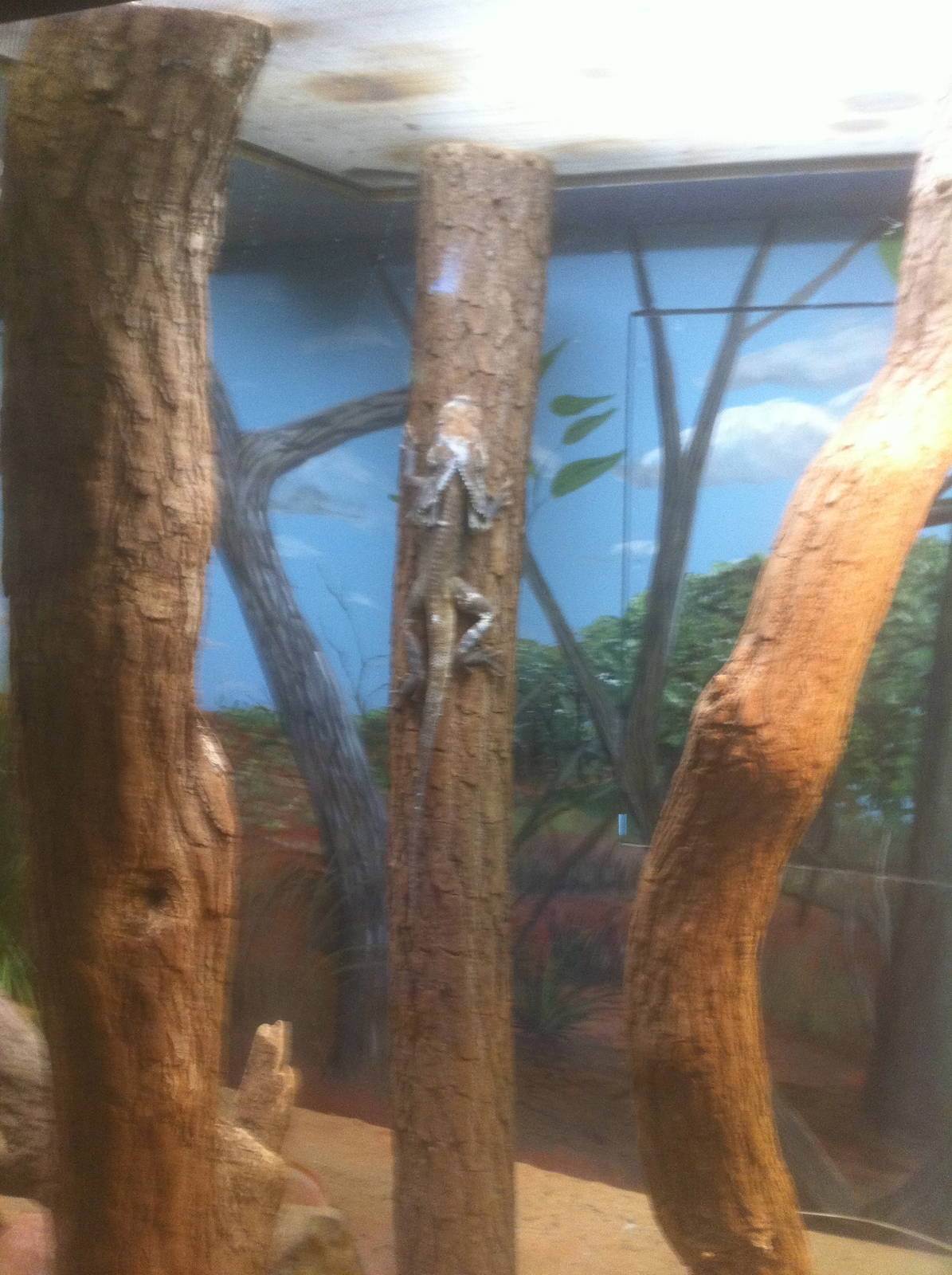 7/5/2013 - Frilled Lizard