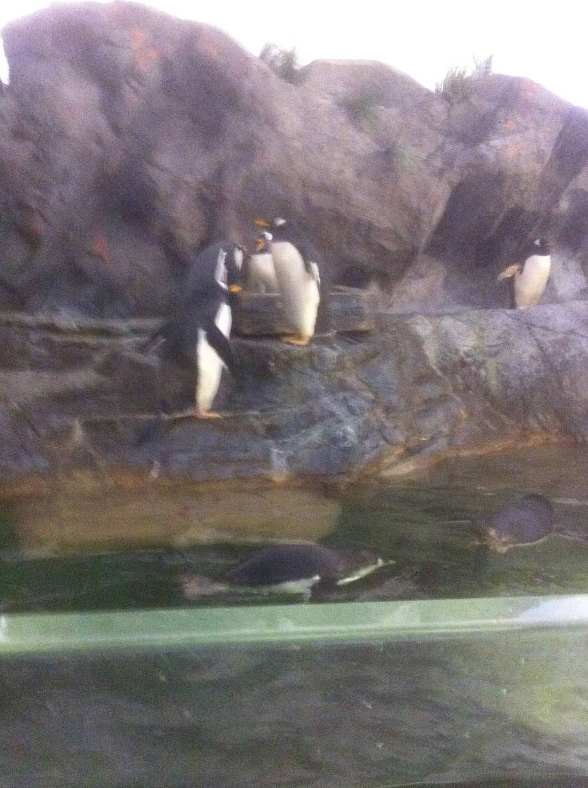 7/5/2013 - Gentoo Penguins