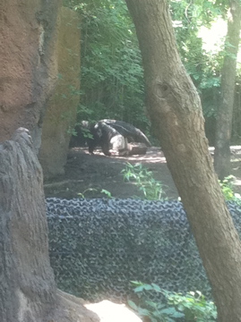 7/5/2013 - Giant Anteater