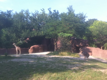 7/5/2013 - Giraffe and Ostrich Exhibit