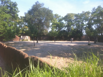 7/5/2013 -Grevy's Zebra Exhibit