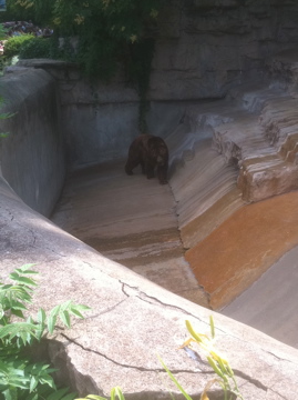 7/5/2013 - Grizzly Bear