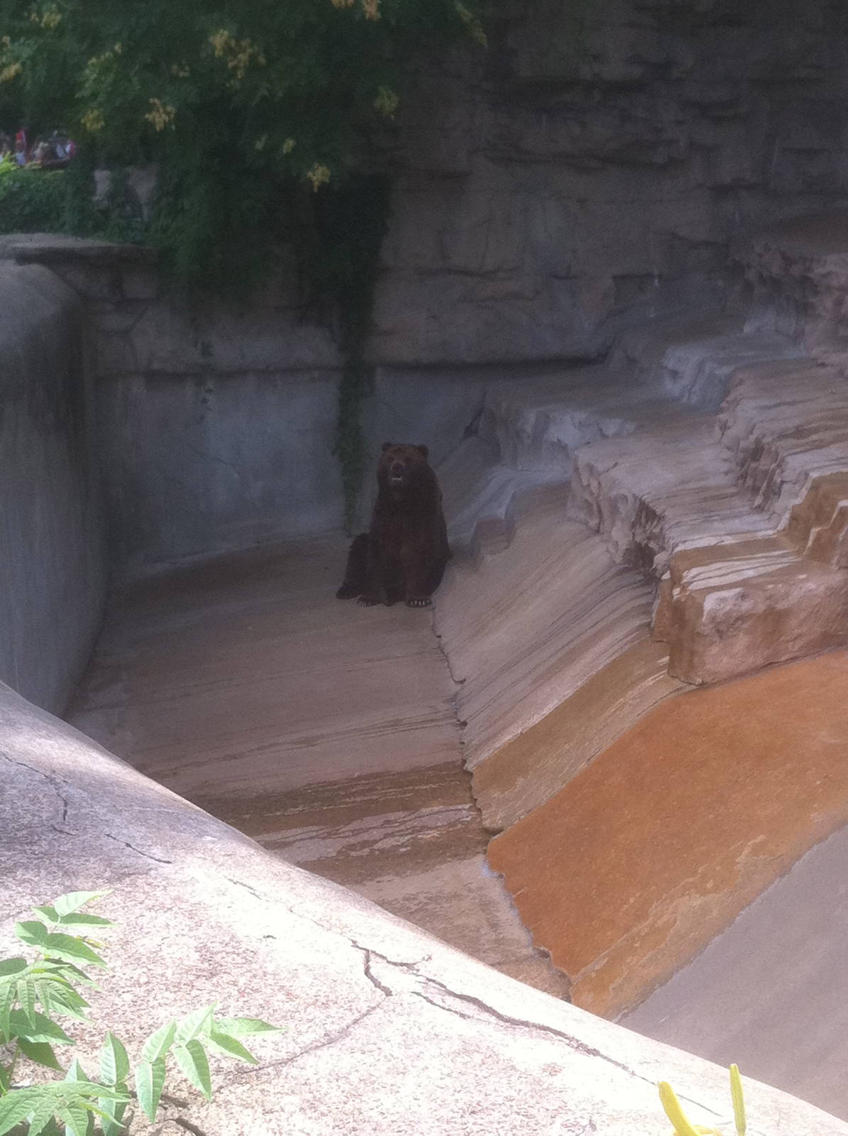 7/5/2013 - Grizzly Bear