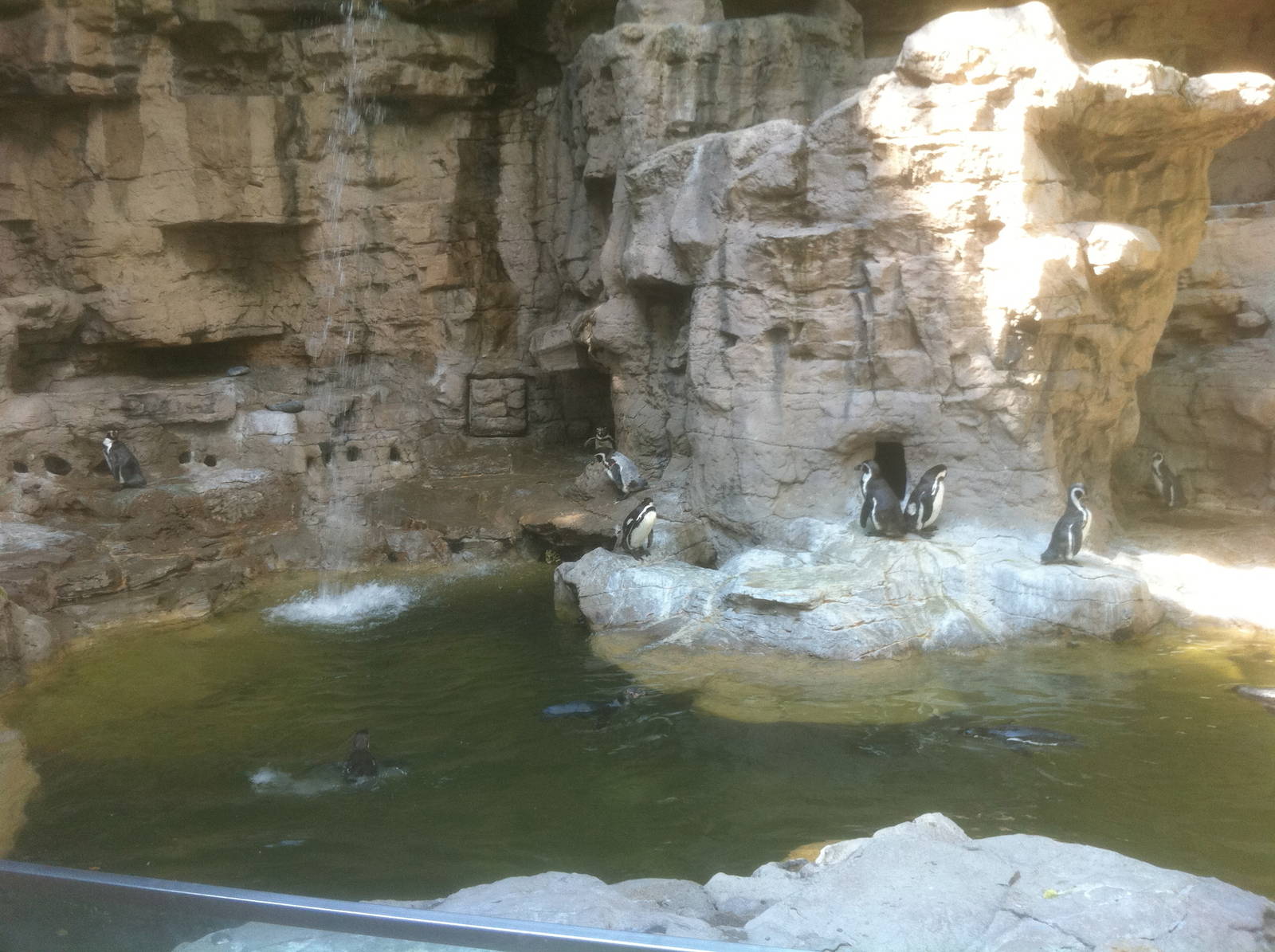 7/5/2013 - Humboldt Penguin Exhibit