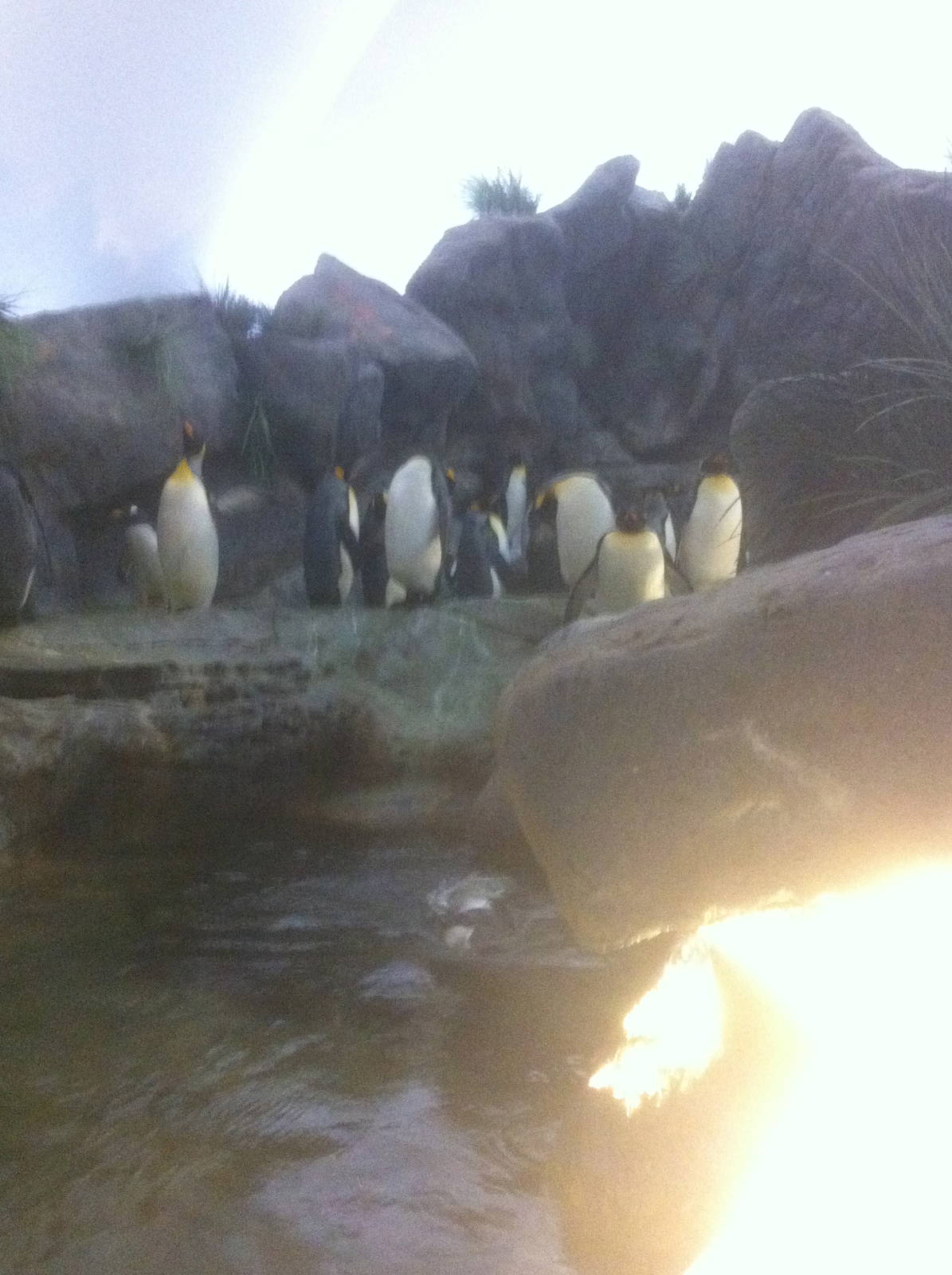 7/5/2013 - King Penguins
